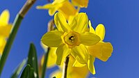 Ostern